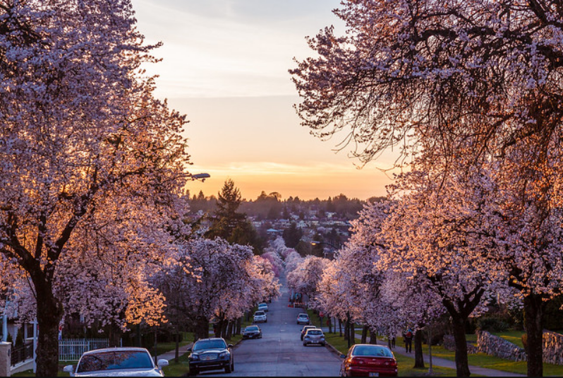 Vancouver Canada Cherry Blossoms and Coastal Vibes